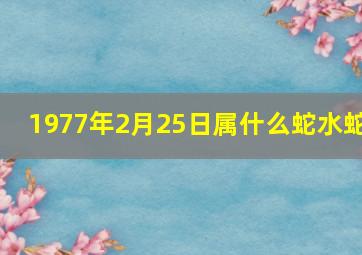 1977年2月25日属什么蛇水蛇