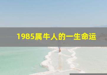 1985属牛人的一生命运