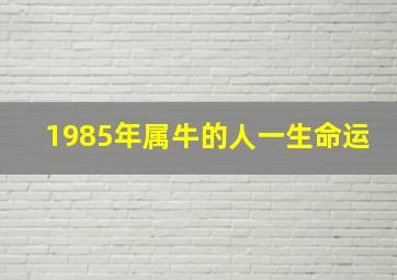 1985年属牛的人一生命运