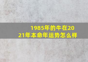 1985年的牛在2021年本命年运势怎么样