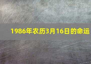 1986年农历3月16日的命运