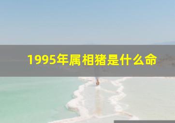 1995年属相猪是什么命