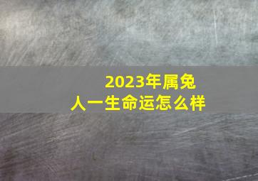 2023年属兔人一生命运怎么样