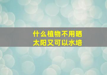 什么植物不用晒太阳又可以水培