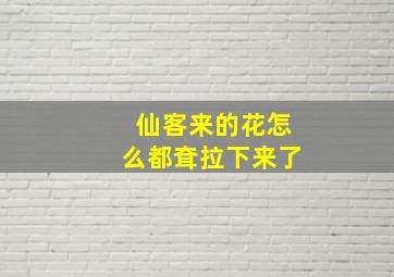 仙客来的花怎么都耷拉下来了