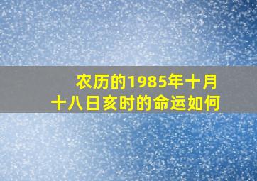 农历的1985年十月十八日亥时的命运如何