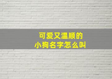 可爱又温顺的小狗名字怎么叫