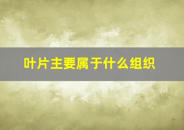 叶片主要属于什么组织