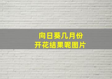 向日葵几月份开花结果呢图片