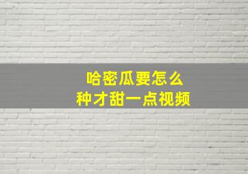 哈密瓜要怎么种才甜一点视频