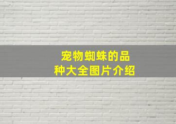 宠物蜘蛛的品种大全图片介绍