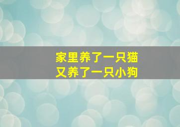 家里养了一只猫又养了一只小狗