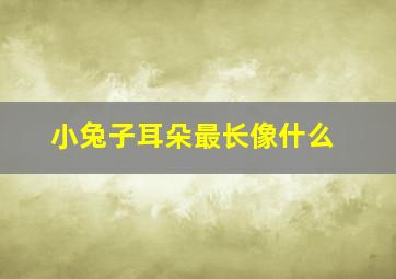 小兔子耳朵最长像什么