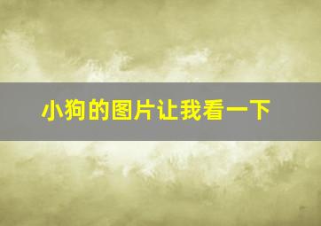 小狗的图片让我看一下