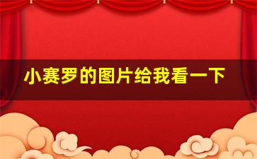 小赛罗的图片给我看一下