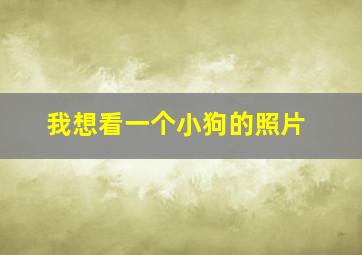 我想看一个小狗的照片