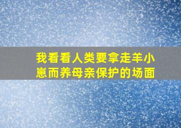 我看看人类要拿走羊小崽而养母亲保护的场面