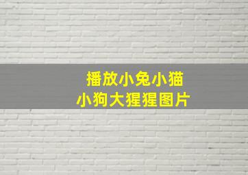 播放小兔小猫小狗大猩猩图片