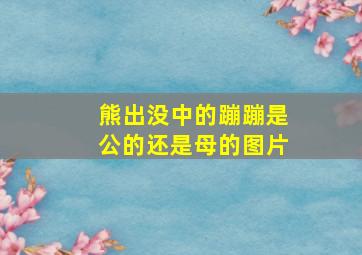 熊出没中的蹦蹦是公的还是母的图片