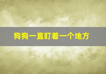 狗狗一直盯着一个地方