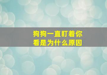 狗狗一直盯着你看是为什么原因