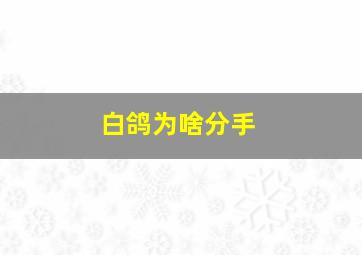 白鸽为啥分手