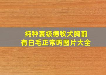 纯种赛级德牧犬胸前有白毛正常吗图片大全