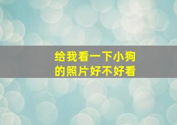 给我看一下小狗的照片好不好看