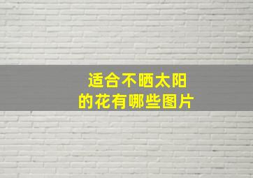 适合不晒太阳的花有哪些图片