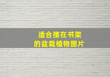 适合摆在书架的盆栽植物图片