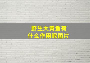 野生大黄鱼有什么作用呢图片