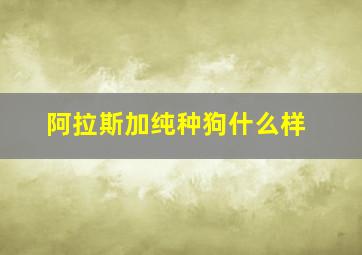 阿拉斯加纯种狗什么样