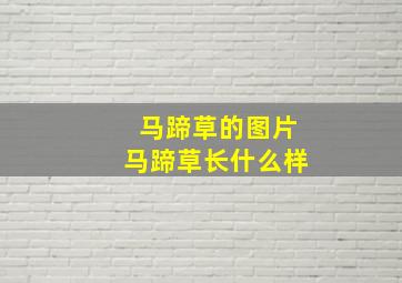 马蹄草的图片马蹄草长什么样