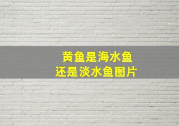 黄鱼是海水鱼还是淡水鱼图片